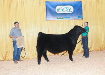 Bred-and-Owned Reserve Summer Bull Calf Champion