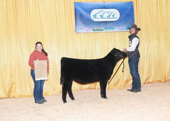 Bred-and-owned Fall Heifer Calf Champion
