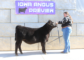 Bred-and-owned Heifer Calf Champion