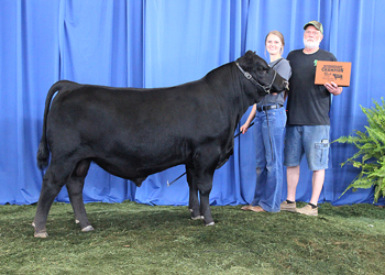 Bred-and-owned Intermediate Champion Bull