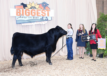 Bred-and-owned Reserve Junior Champion Bull