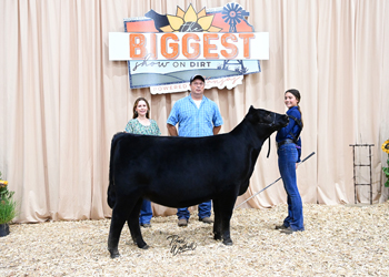Bred-and-owned Heifer Class 5