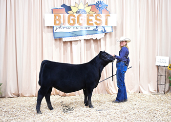 Bred-and-owned Heifer Class 1
