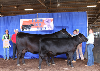 Reserve Grand Champion Owned Cow-calf Pair