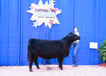 Owned Heifer Class 18