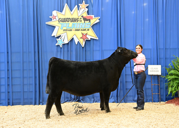 Bred-and-owned Heifer Class 21