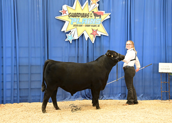 Bred-and-owned Bull Class 3
