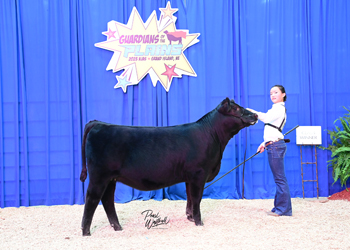 Bred-and-owned Heifer Class 7