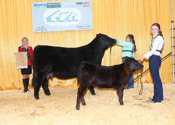 Bred-and-owned Junior Champion Heifer