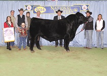 Reserve Grand Champion Bull