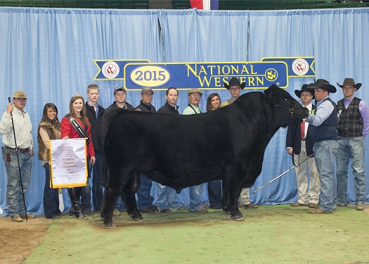 Reserve Grand Champion Bull