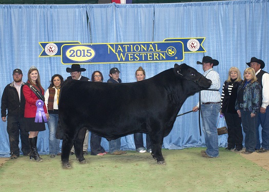 Grand Champion Sale Bull
