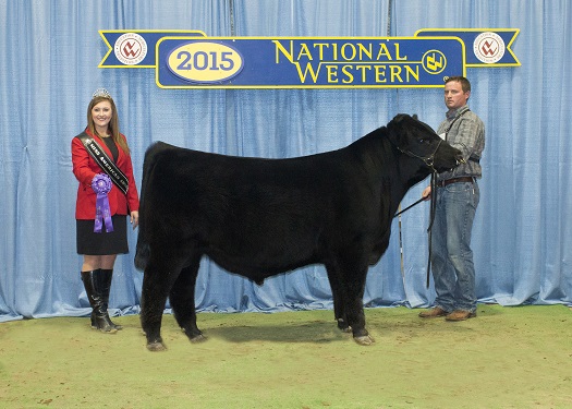 Reserve Grand Champion Sale Bull