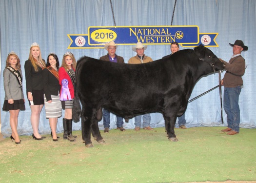 Grand Champion Sale Bull