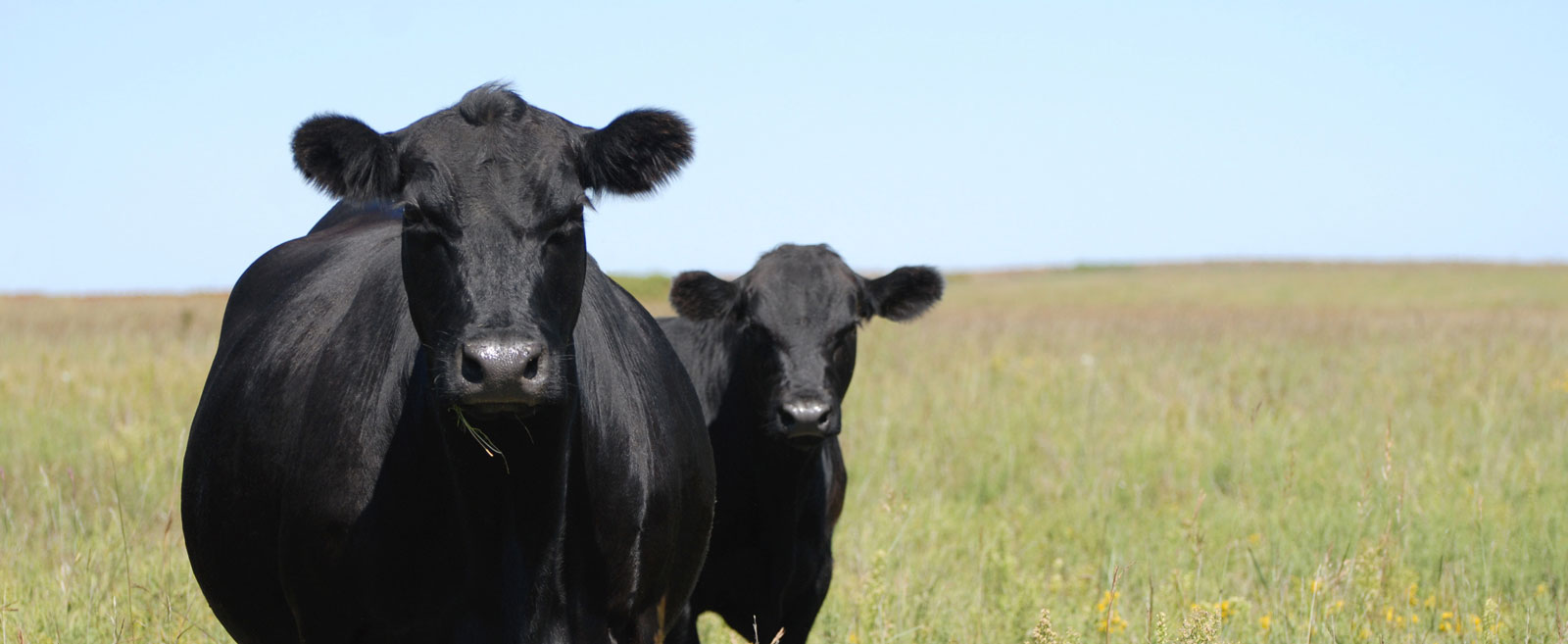 Angus Genetics Inc.