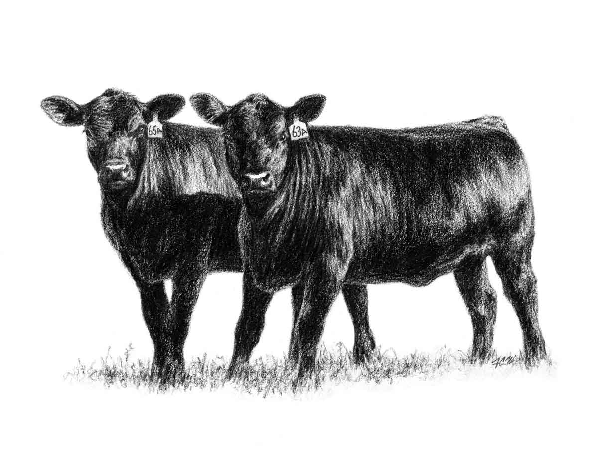 Angus Bull Clip Art