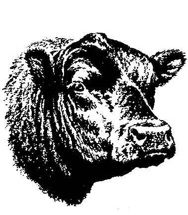 Angus Bull Clip Art