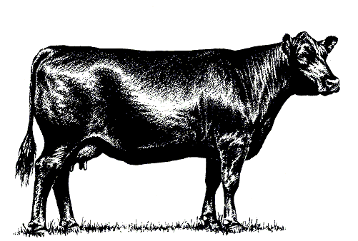 Angus Bull Clip Art