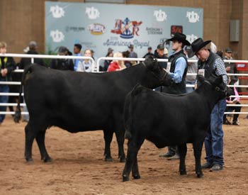 Reserve Grand Champion Cow-calf Pair