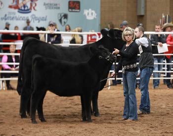 Grand Champion Cow-calf Pair
