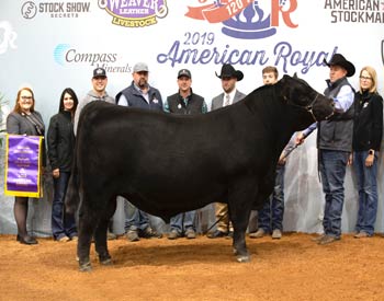 Grand Champion Bull
