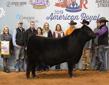 Reserve Grand Champion Bull