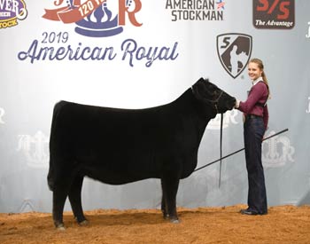Intermediate Champion Heifer
