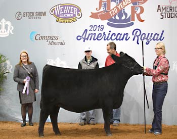Reserve Intermediate Champion Heifer