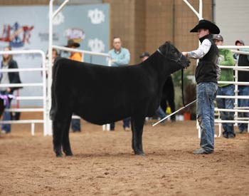 Reserve Late Junior Champion Heifer