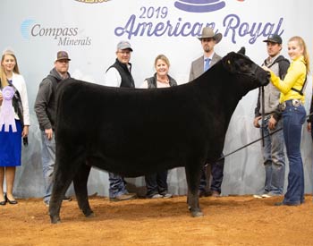 Late Junior Champion Heifer
