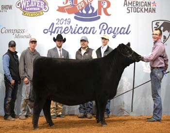 Reserve Grand Champion Female
