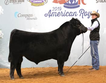 Reserve Junior Champion Bull