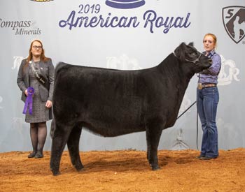 Early Senior Heifer Calf Champion