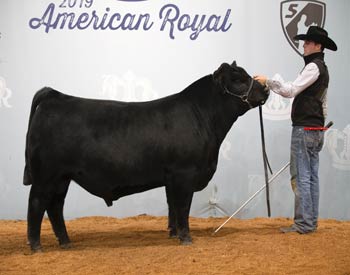 Reserve Senior Bull Calf Champion