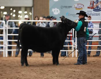 Reserve Early Senior Heifer Calf Champion