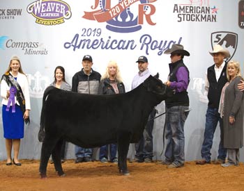 Late Senior Heifer Calf Champion