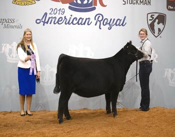 Reserve Late Senior Heifer Calf Champion