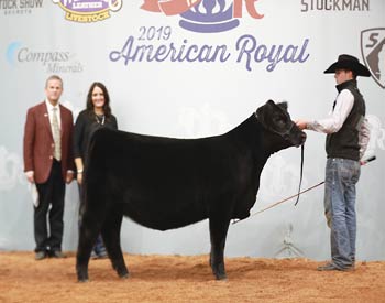 Early Junior Heifer Calf Champion