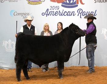 Senior Bull Calf Champion