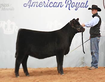 Reserve Early Junior Heifer Calf Champion