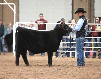 Reserve Late Junior Heifer Calf Champion