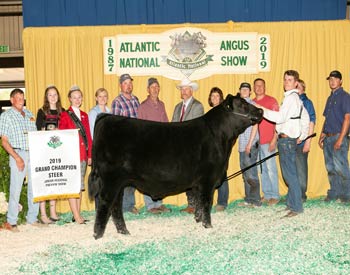 Grand Champion Steer