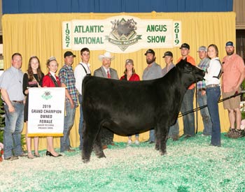 Grand Champion Owned Female