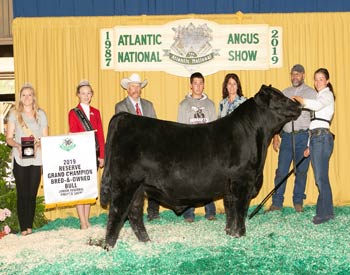 Reserve Grand Champion Bred-and-owned Bull