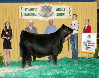 Grand Champion Bred-and-owned Female