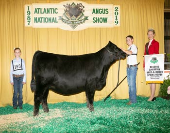 Bred-and-owned Reserve Spring Heifer Calf Champion