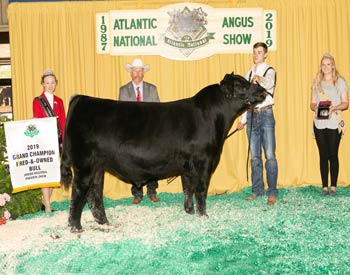 Grand Champion Bred-and-owned Bull