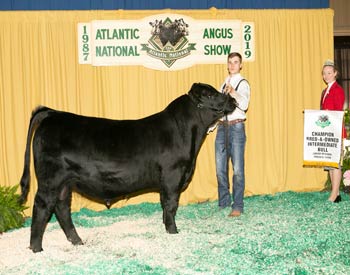 Bred-and-owned Intermediate Champion Bull