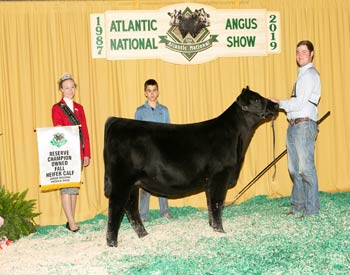 Owned Reserve Fall Heifer Calf Champion