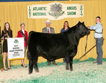 Reserve Grand Champion Steer